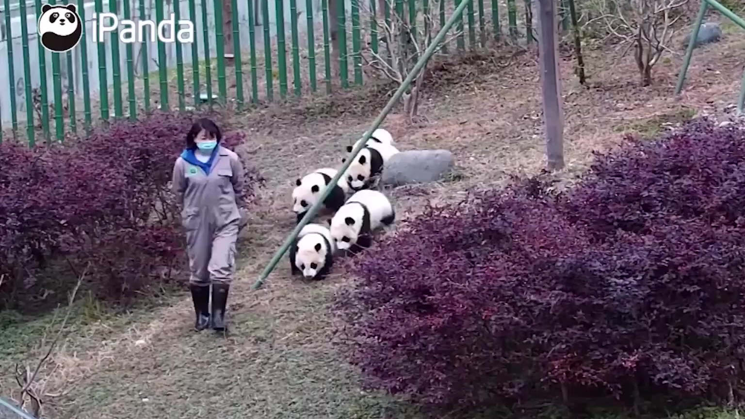 饲养员在前面走,后面跟着一群小胖哒